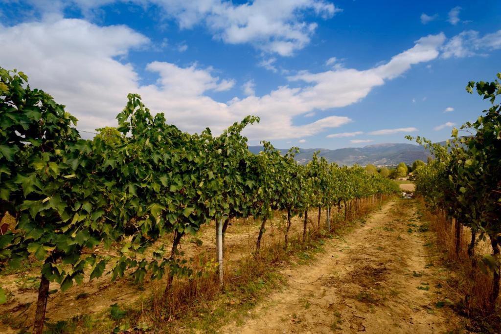 Agriturismo L'Ulivo In Fiore Spoleto Eksteriør billede