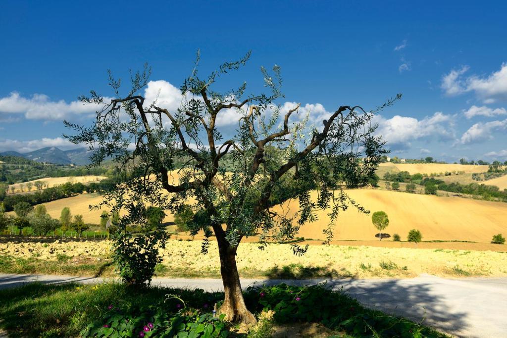 Agriturismo L'Ulivo In Fiore Spoleto Eksteriør billede
